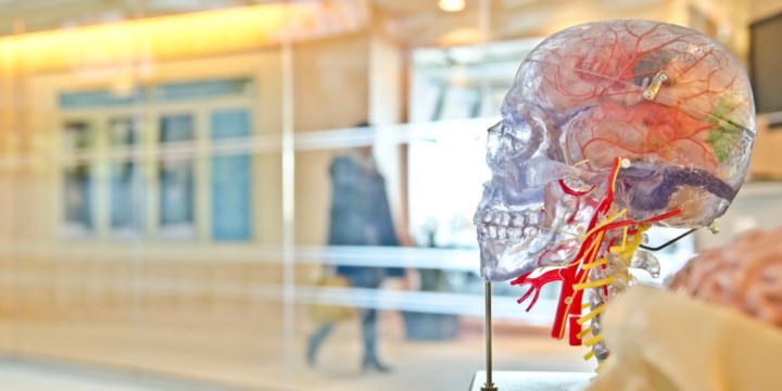 Triune Brain: The Reptilian Brain Stem, Limbic System and Neo-Cortex