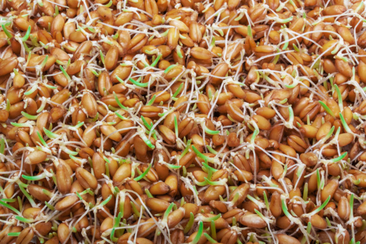 Nutritional Benefits of sprouted grains