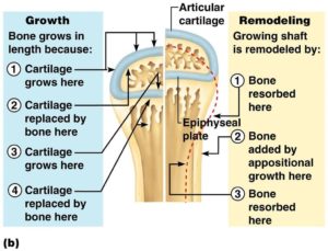Bone Remodelling