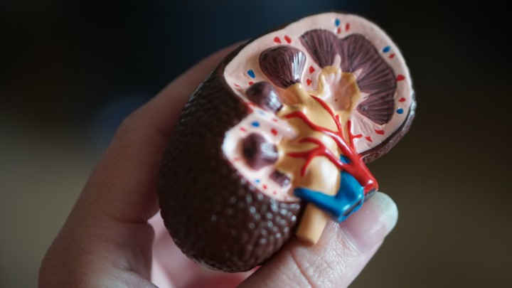 Understanding kidney function